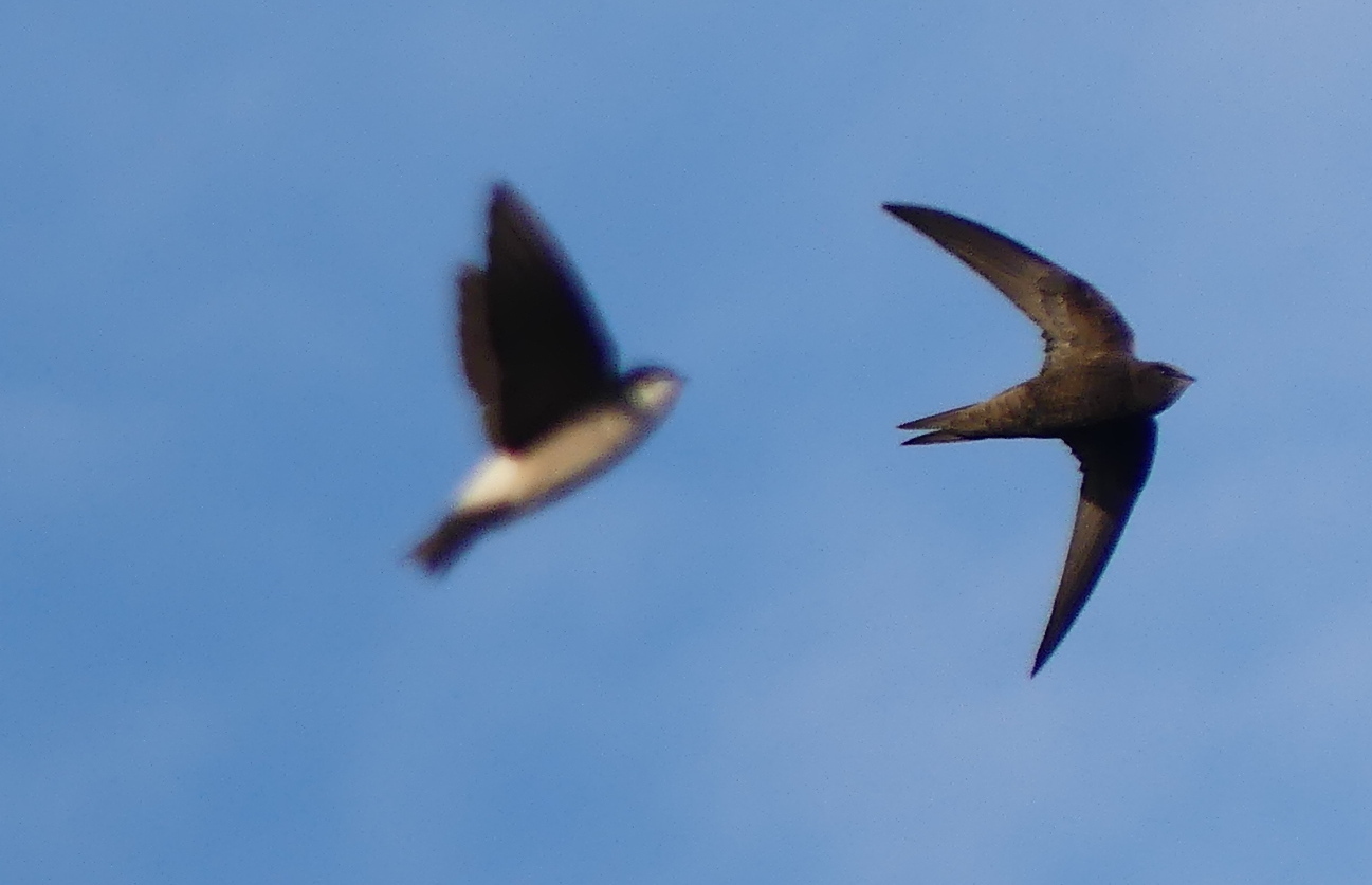Apus apus (Linnaeus, 1758)