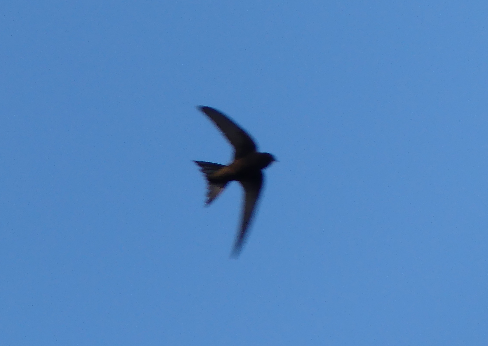 Apus apus (Linnaeus, 1758)