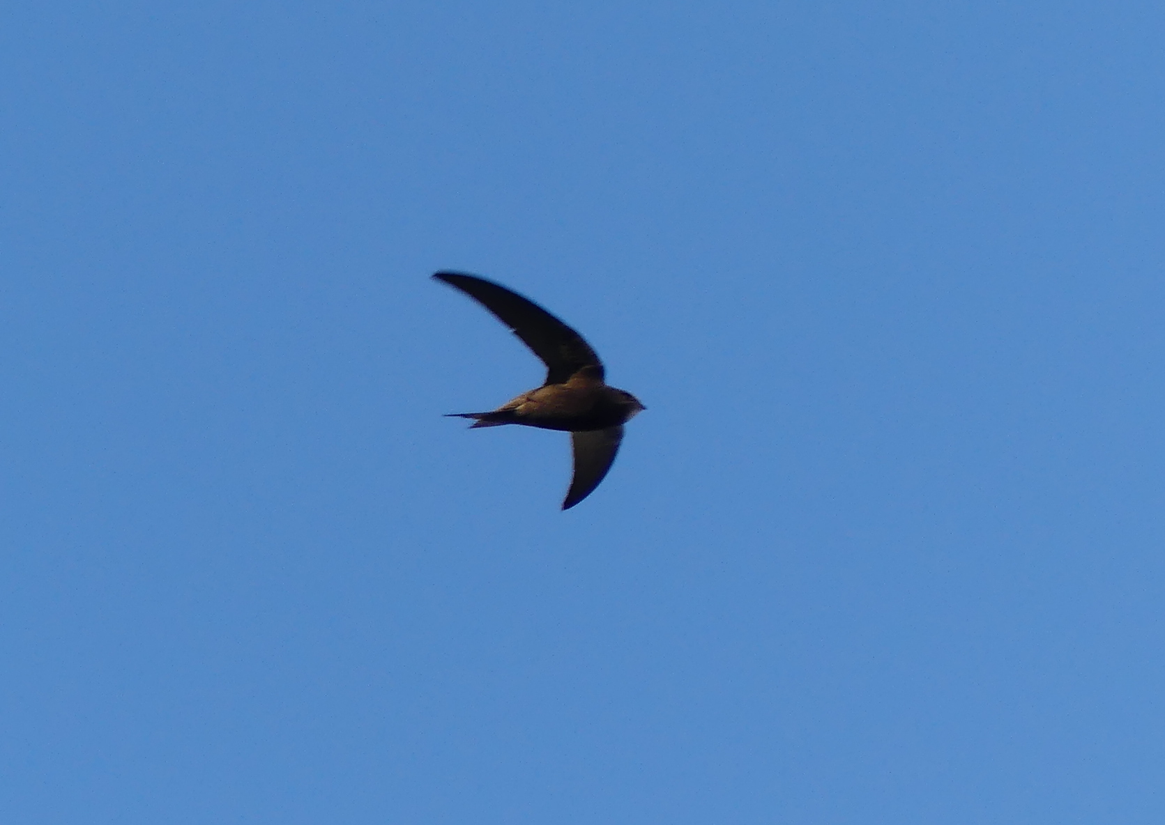Apus apus (Linnaeus, 1758)