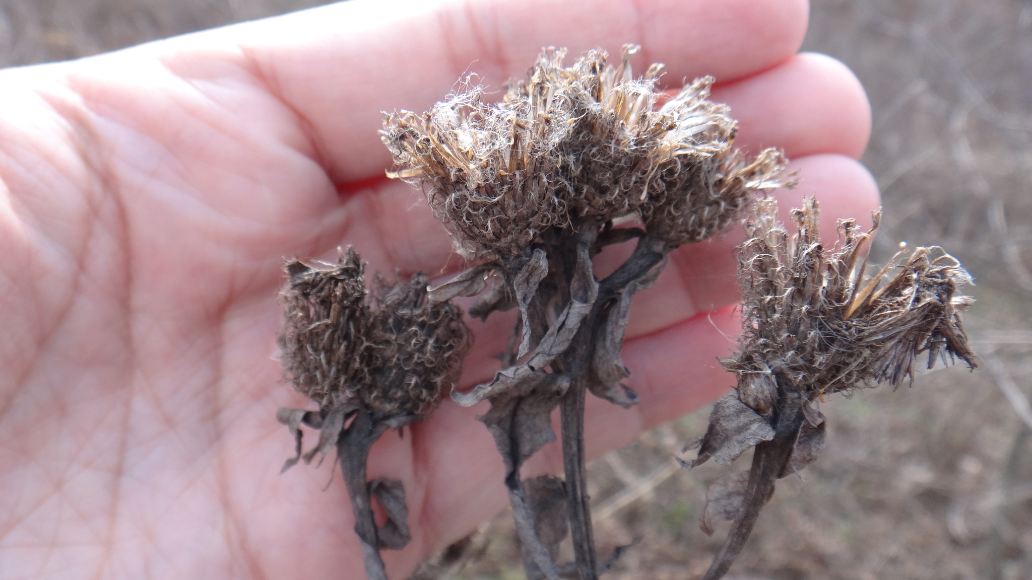 Wig Knapweed (Centaurea phrygia)