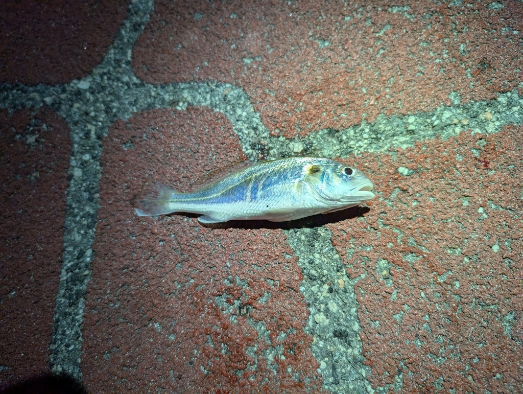 Pawak Croaker