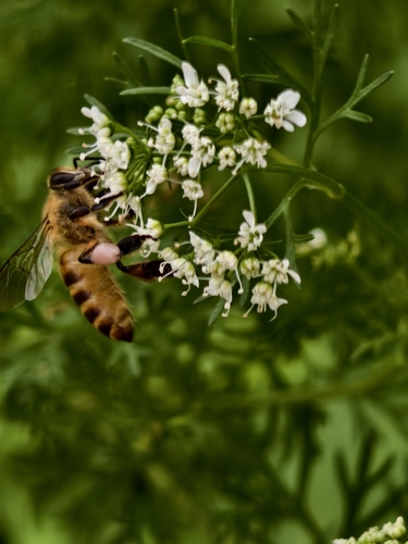 Asian Honey Bee