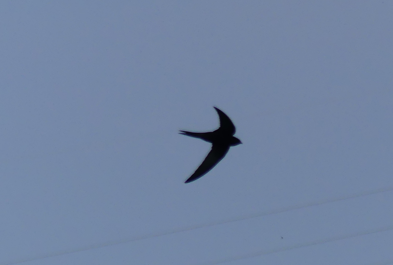 Apus apus (Linnaeus, 1758)
