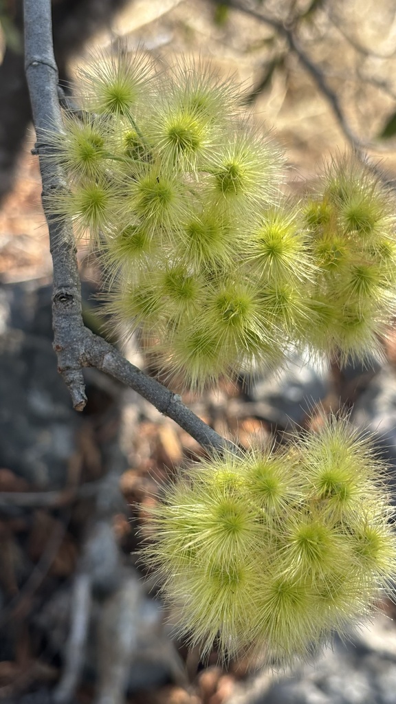 Lasiocarpus salicifolius