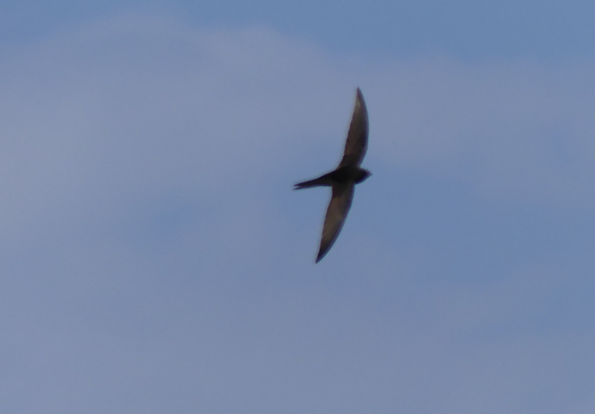Apus apus (Linnaeus, 1758)