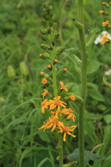 Ligularia fischeri