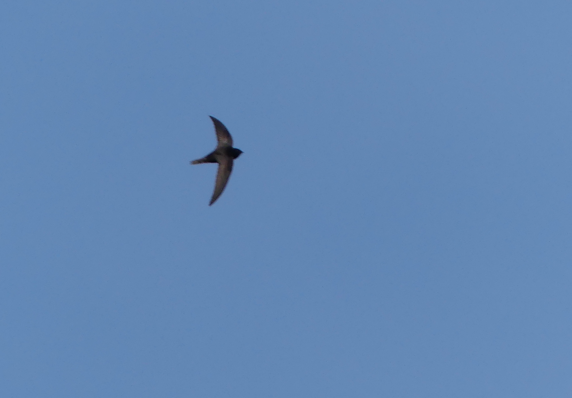Apus apus (Linnaeus, 1758)
