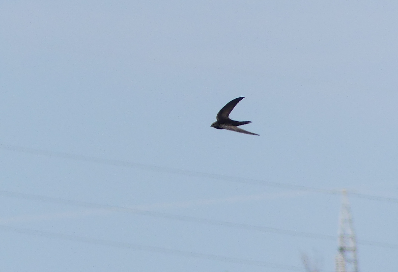 Apus apus (Linnaeus, 1758)