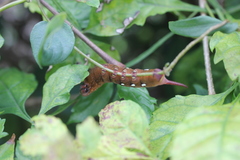 Macroglossum corythus corythus