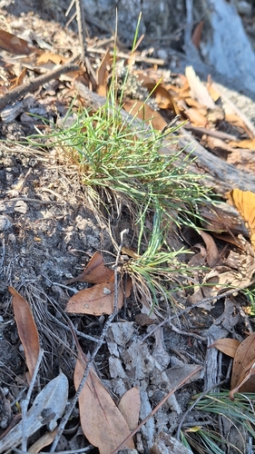 Lomandra nana, photograph 3