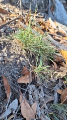 Lomandra nana, photograph author not stated, no rights reserved