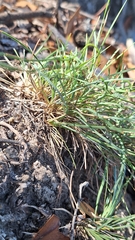 Lomandra nana, photograph author not stated, no rights reserved