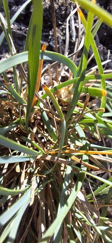 Lomandra nana, photograph 5