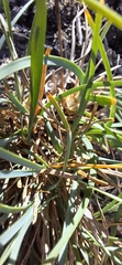 Lomandra nana, photograph author not stated, no rights reserved