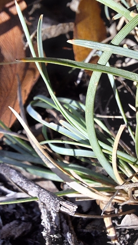 Lomandra nana, photograph 6