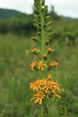 Ligularia fischeri