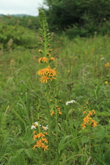 Ligularia fischeri