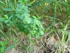 Euphorbia borodinii