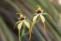 Caladenia longiclavata