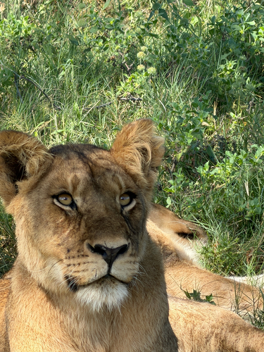 Southern Lion