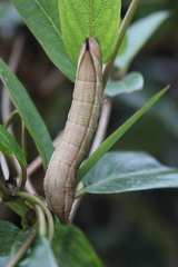 Macroglossum pyrrhosticta