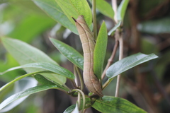 Macroglossum pyrrhosticta