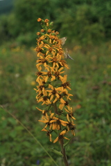 Ligularia fischeri
