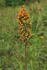 Ligularia fischeri