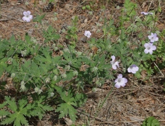 Geranium asiaticum