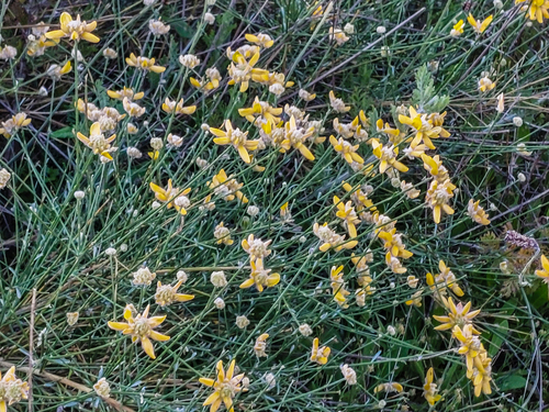 Avistamiento Genista umbellata