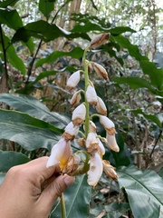 Alpinia