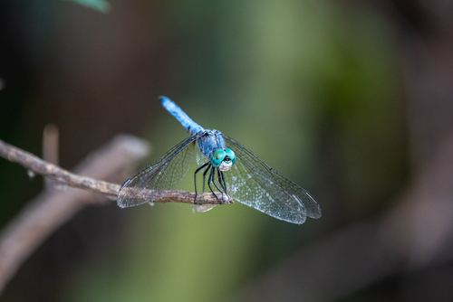 iNaturalist observation photo of Blue Dasher