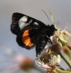 Psychomorpha epimenis