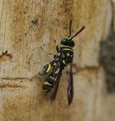 Leucospis histrio