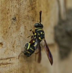 Leucospis histrio