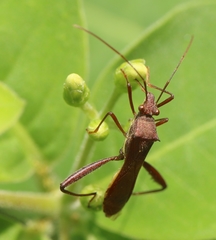 Riptortus linearis