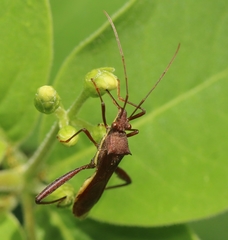 Riptortus linearis