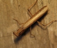 Elmantis trincomaliae