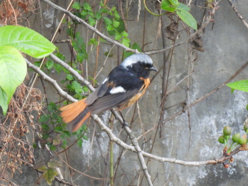 Daurian Redstart