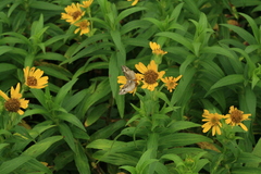 Arnica sachalinensis