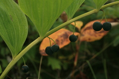 Polygonatum odoratum maximowiczii