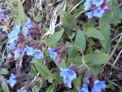 Pulmonaria hirta