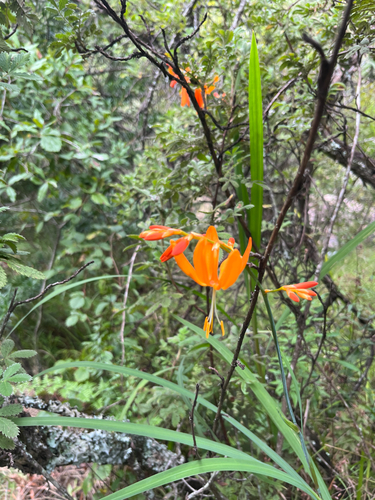 Falling Stars (Crocosmia aurea)