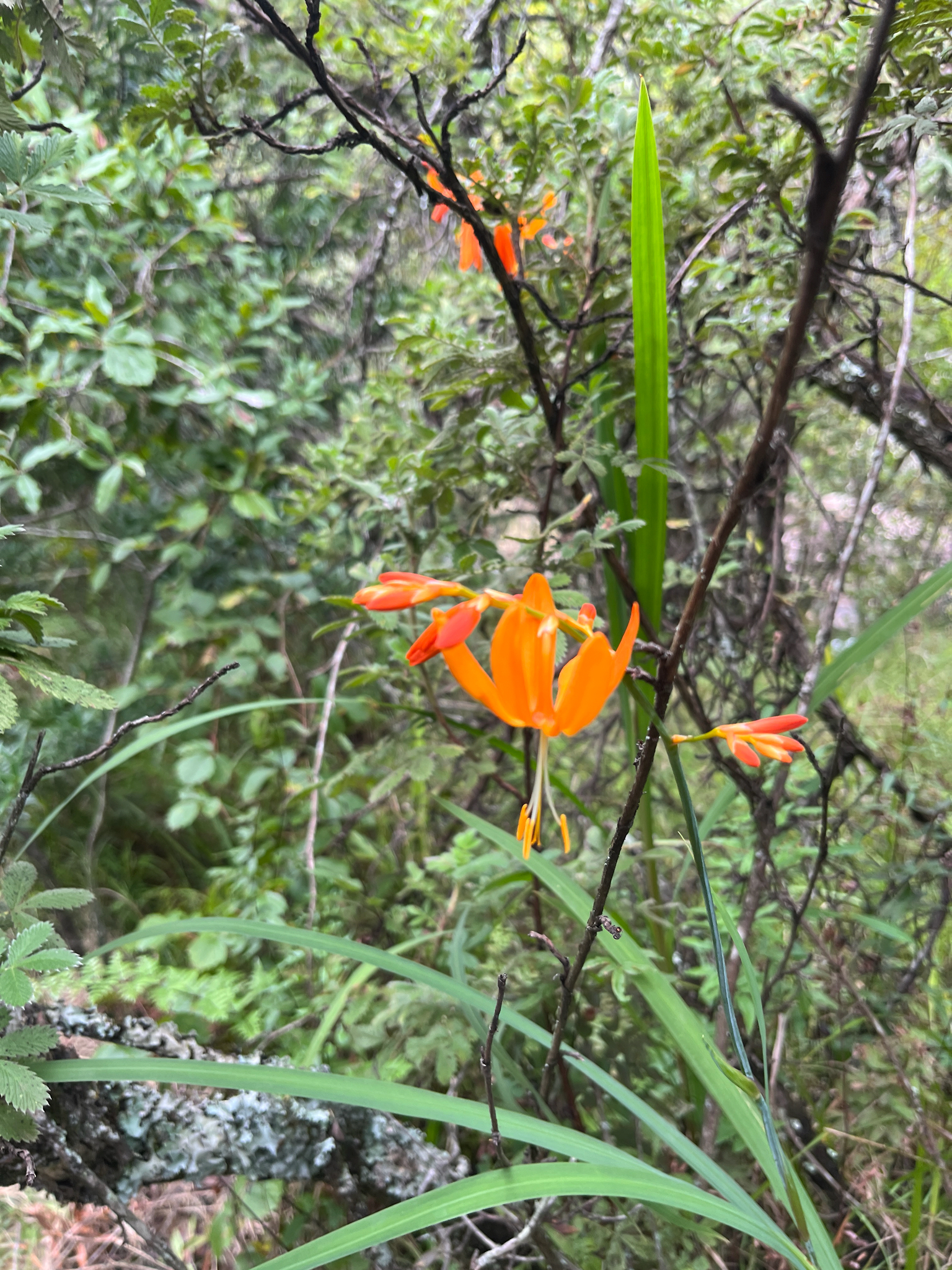 Falling Stars (Crocosmia aurea)