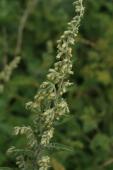 Artemisia koidzumii