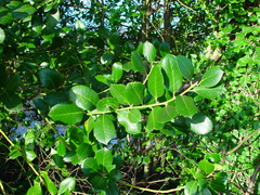 Ilex × altaclerensis