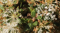 Hakea ruscifolia