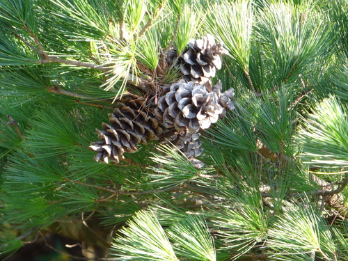 Taiwan white pine (Pinus morrisonicola)