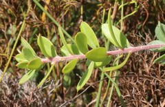 Hakea ruscifolia