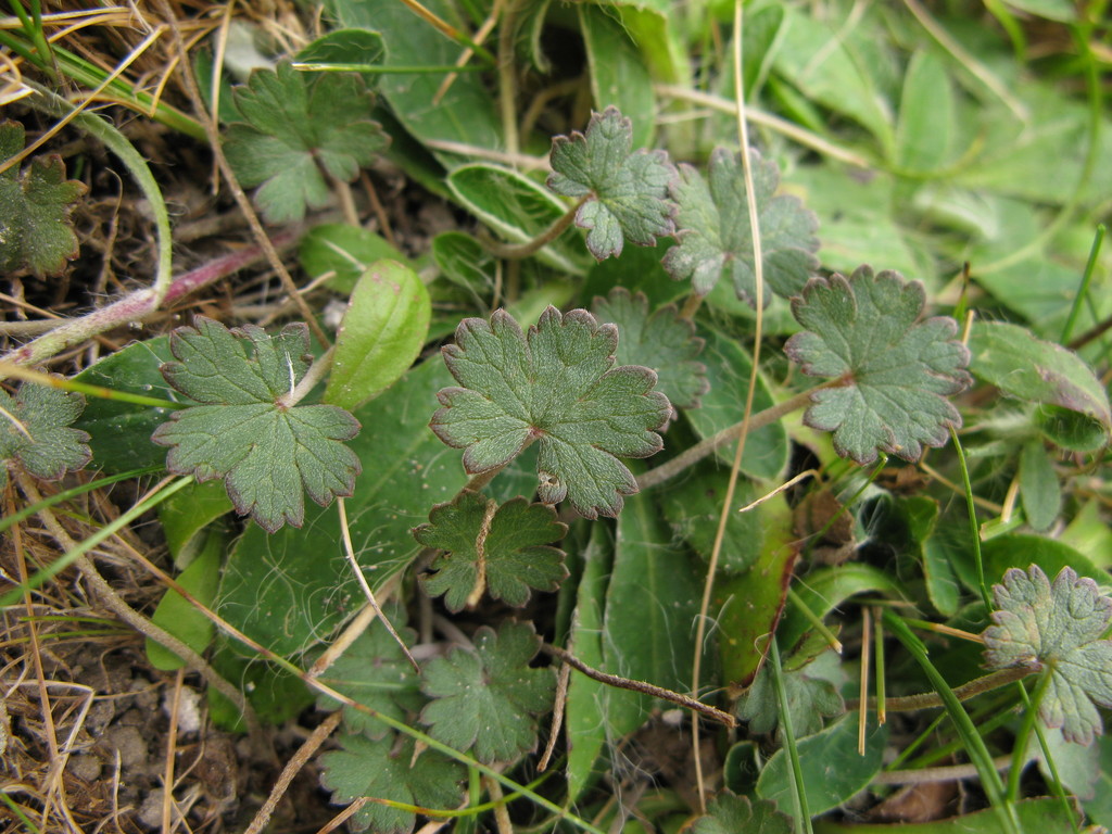 limestone geranium